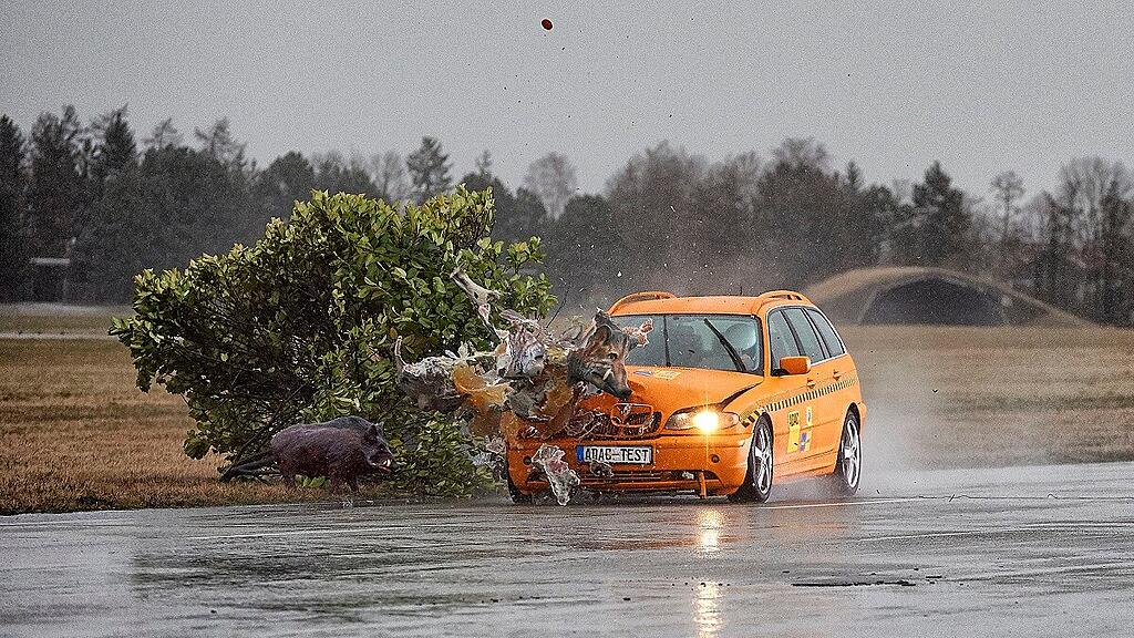 ÖAMTC, Wildunfälle, Crashtest