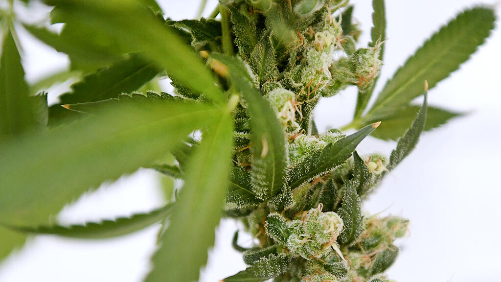 Cannabis, SB, Marihuana