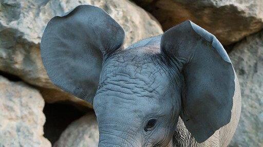 Die besten Tierbilder der Woche