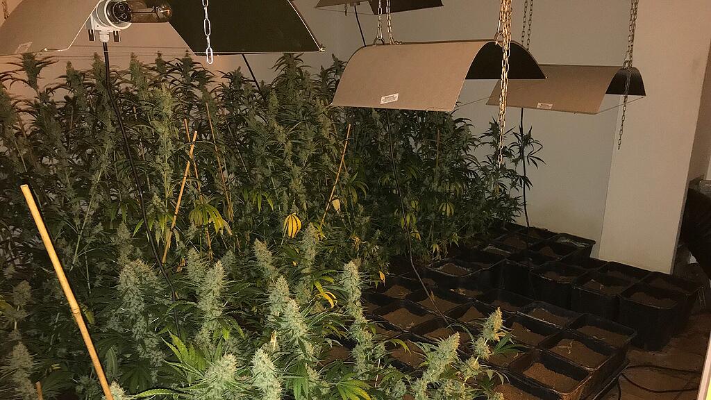 Cannabispflanzen im Keller des Reihenhauses.