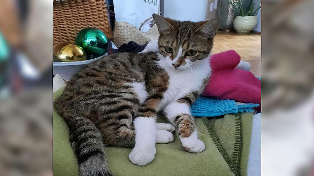 Kater "Tigi"
