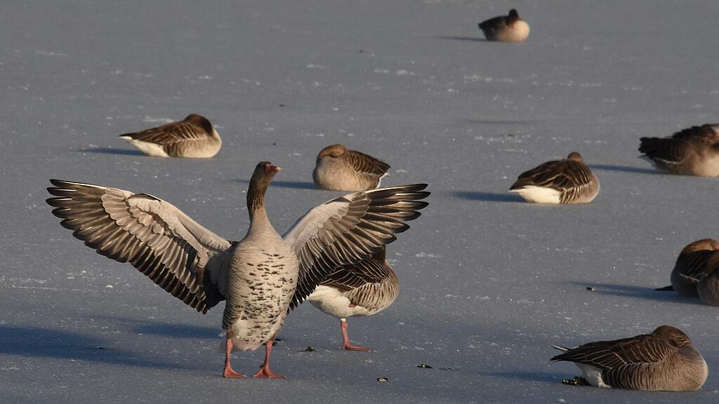 ENTEN