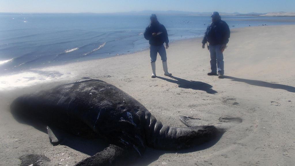 Siamesiche Grauwalzwillinge in Mexiko entdeckt