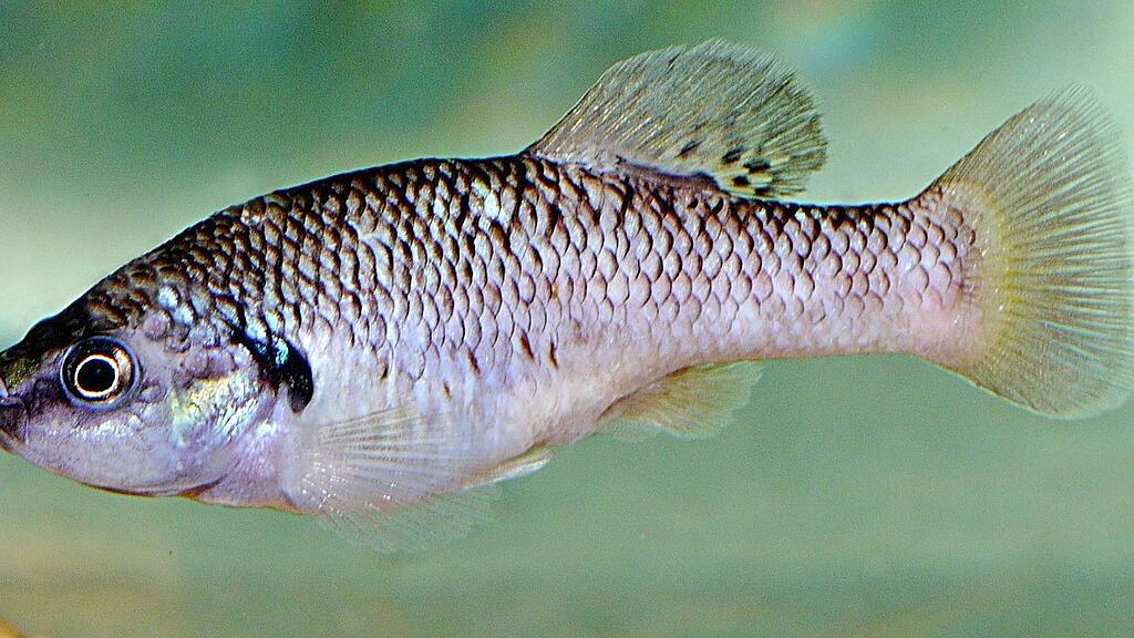 Im Haus des Meeres gelang die Nachzucht des seltensten Fisches.