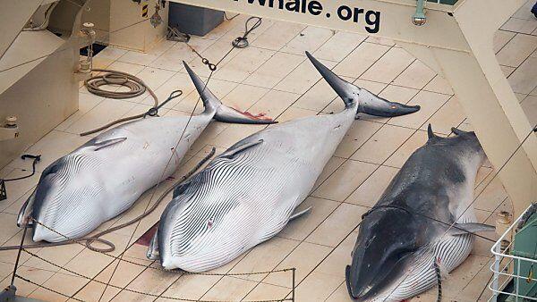Japan "tarnt" den Walfang als Forschung