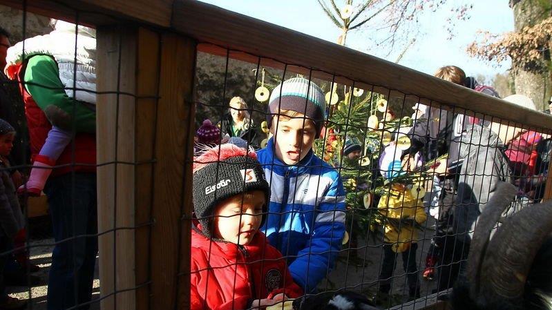 Weihnachten im Zoo