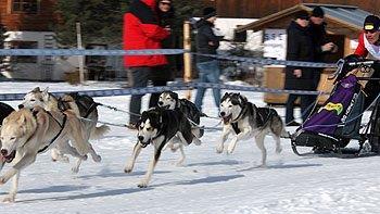 Hundeschlittenrennen in Inzell