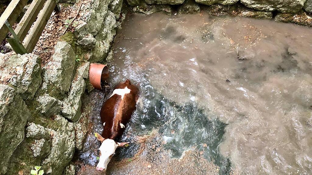 Feuerwehr Nußdorf rettet entlaufenes Kalb