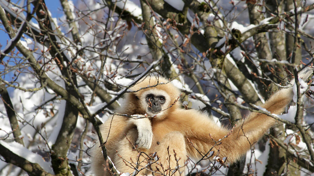 Zootiere Salzburg Winter