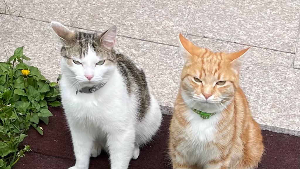 Weltkatzentag 2025