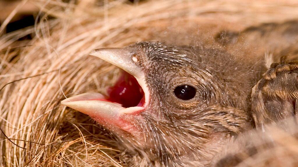 Von den insgesamt in Salzburg nachgewiesenen 328 Vogelarten brüten 187 Arten auch im Bundesland.