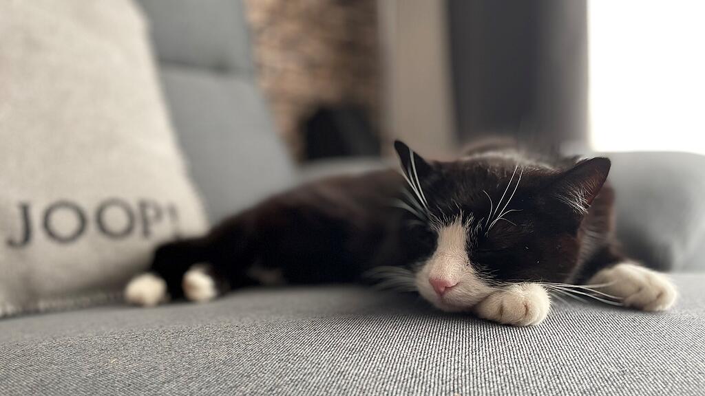 Weltkatzentag 2025
