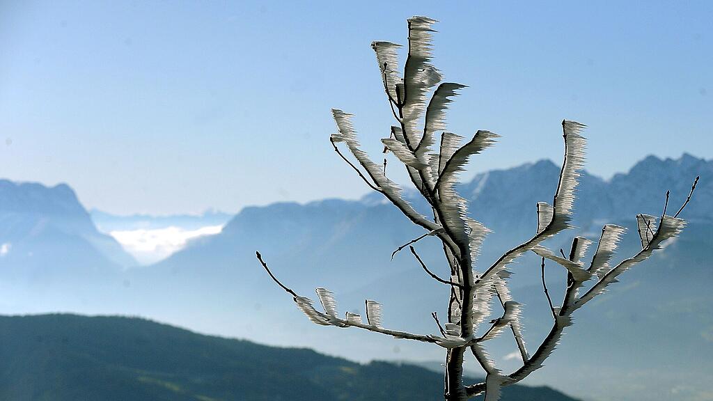 Frostige Nachttemperaturen haben vielerorts die Äste dieses Baumes mit Raureif überzogen.