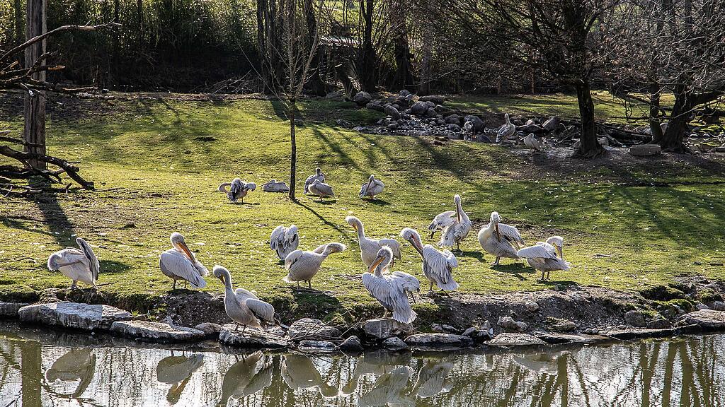 Frühlingserwachen im Zoo