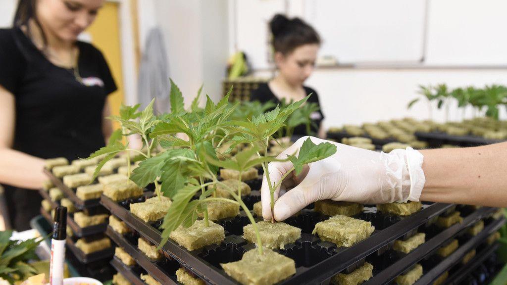 Cannabisaufzucht in Brunn am Gebrige