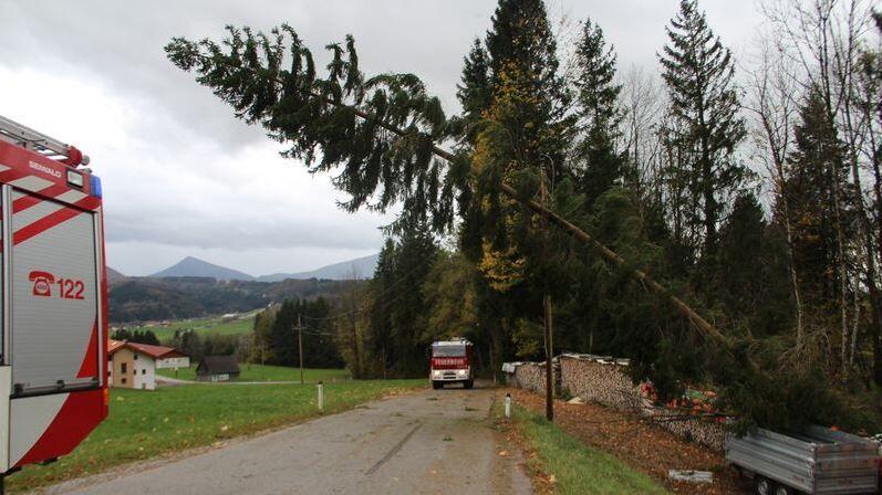Der Sturm knickte zahlreiche Bäume.
