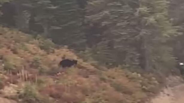 Schwarzbär verfolgt Mountainbiker