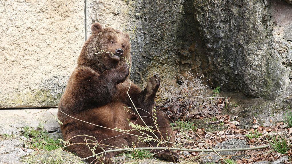 Salzburgs Braunbären erwachen