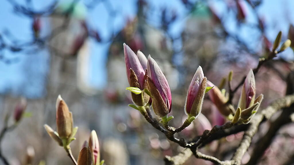 20190429fmt_makartplatz_ta_005.JPG