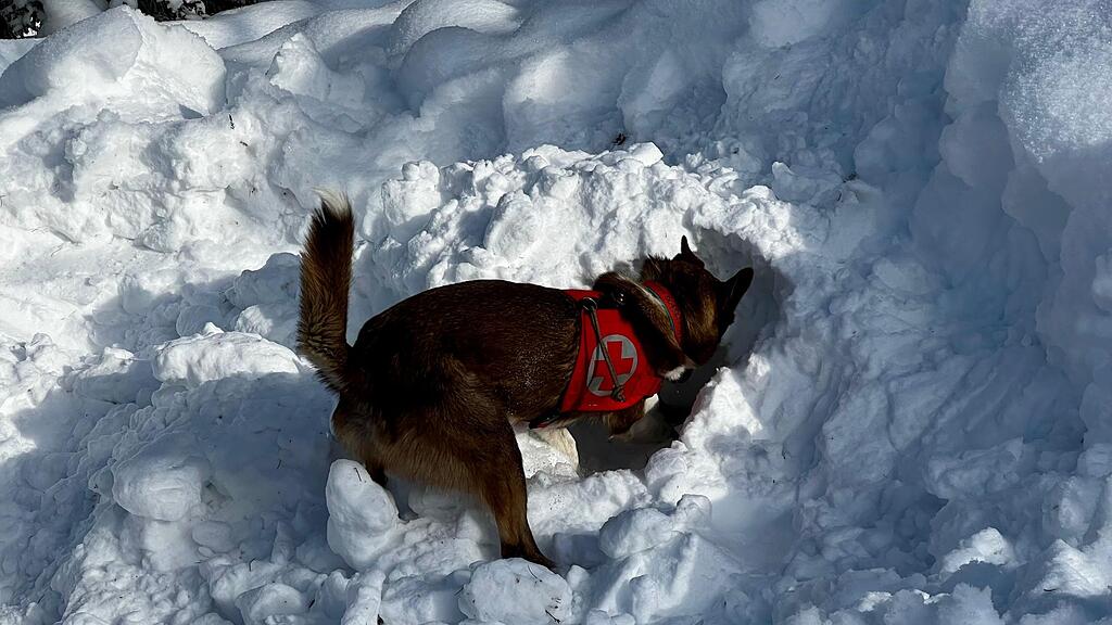 Rotkreuz-Suchhunde Trainingswoche 3 (c) Rotes Kreuz Salzburg.jpg