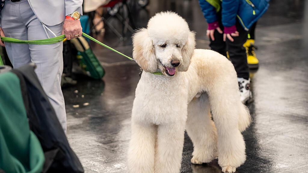 Internationale Hundeausstellung Salzburg 2022