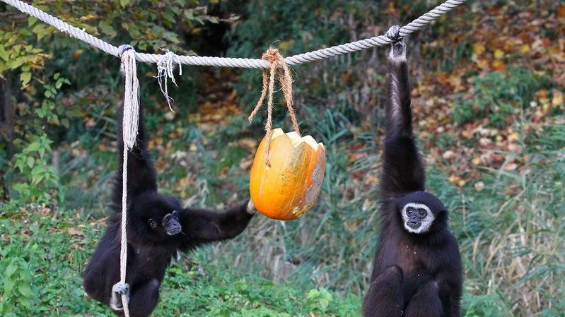 Halloween im Zoo