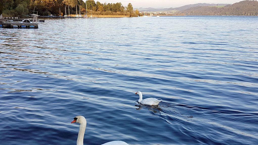 Tierisches Date am Wallersee