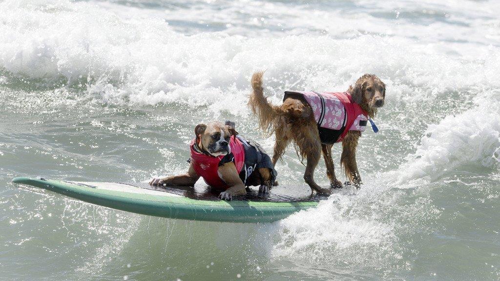 Hundesurfen in Kalifornien