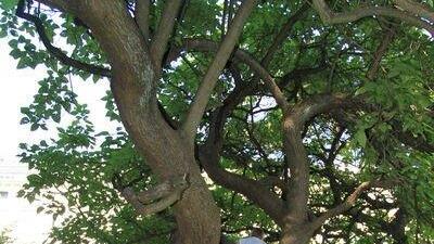 Picknick im Park