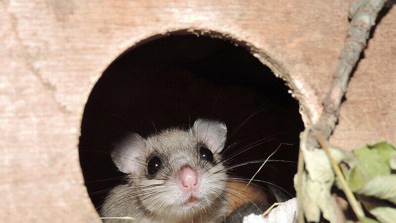 Eine sechsköpfige Siebenschläfer-Familie hat sich in der Küche hinter dem Kühlschrank eingenistet.