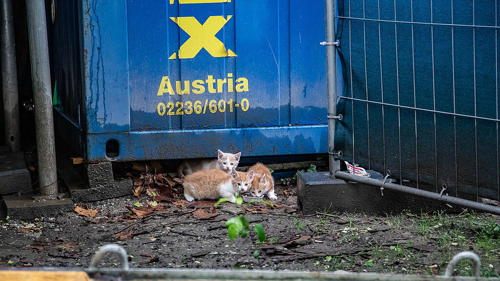 Katzenbabys auf der Parcelsus-Baustelle
