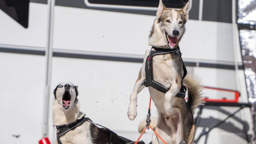 Schlittenhunde-WM in Sportgastein, Samstag