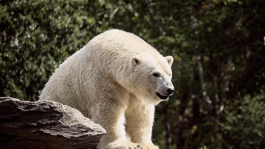Eisbär, SB