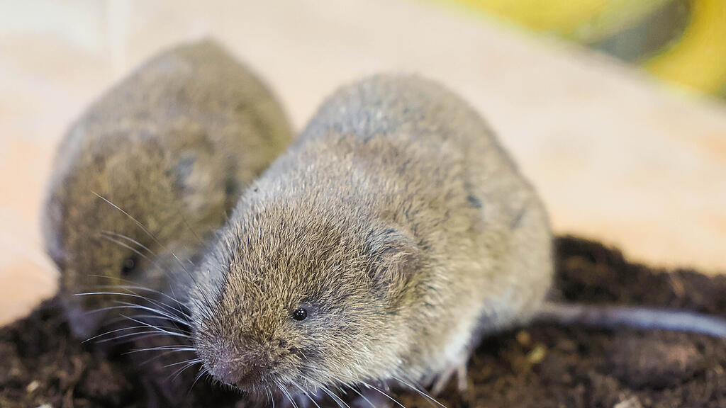 Bayerische Kurzohrmaus_c_ZooSBG_Angelika Köppl (2).jpg