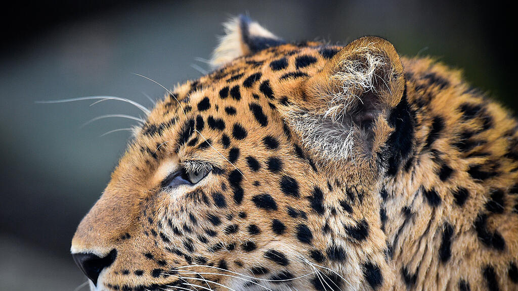 Leopard, SB