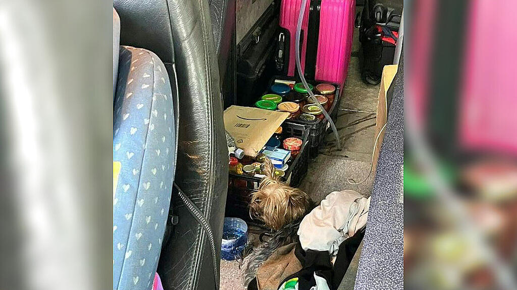 hund hitze auto (1).jpg