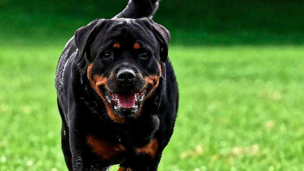 symb_rottweiler