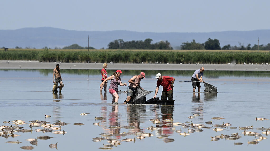 Fischsterben Zicksee