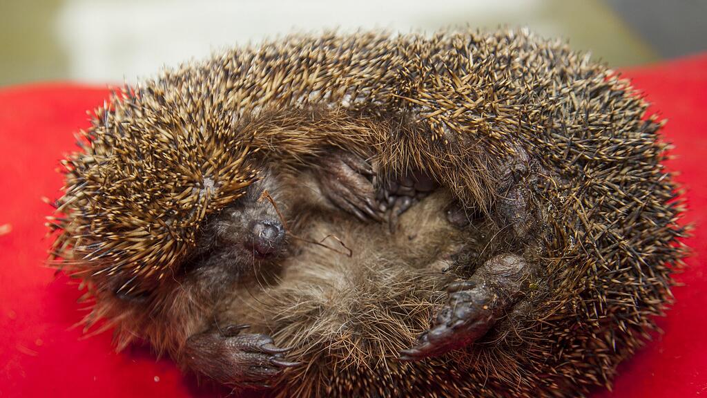 Die verletzte Igel-Mutter wird von der Pfotenhilfe wieder aufgepäppelt.