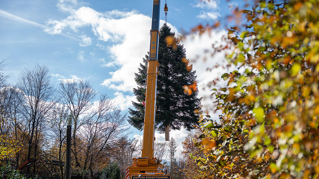 Christbaumernte in St. Jakob am Thurn