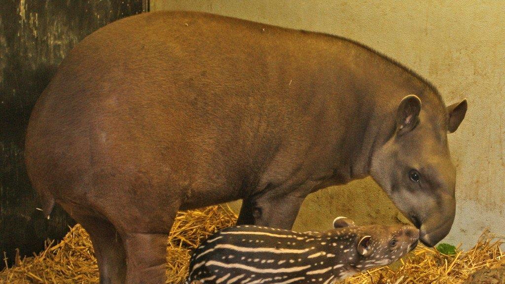 Tapir-Nachwuchs im Zoo