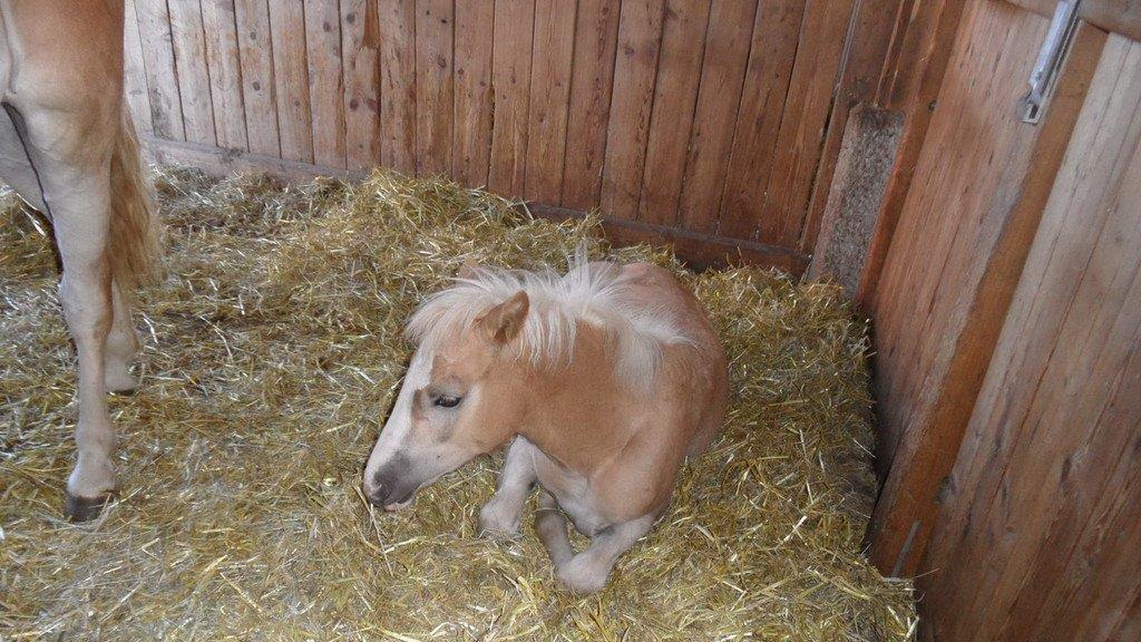 Impressionen der Tiere