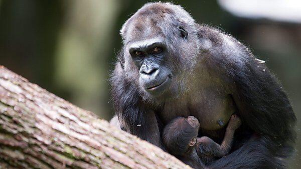 Gorilla-Dame Momo mit Nachwuchs