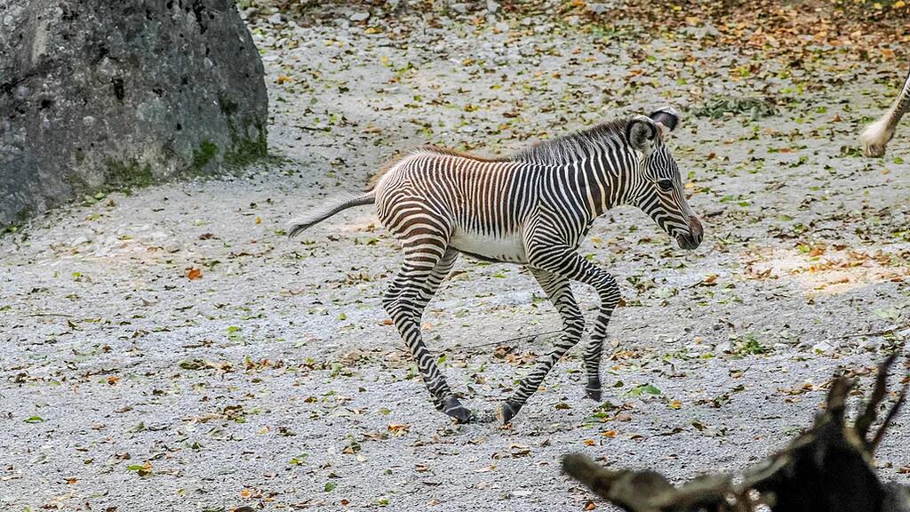 Zebrafohlen Zoo Salzburg