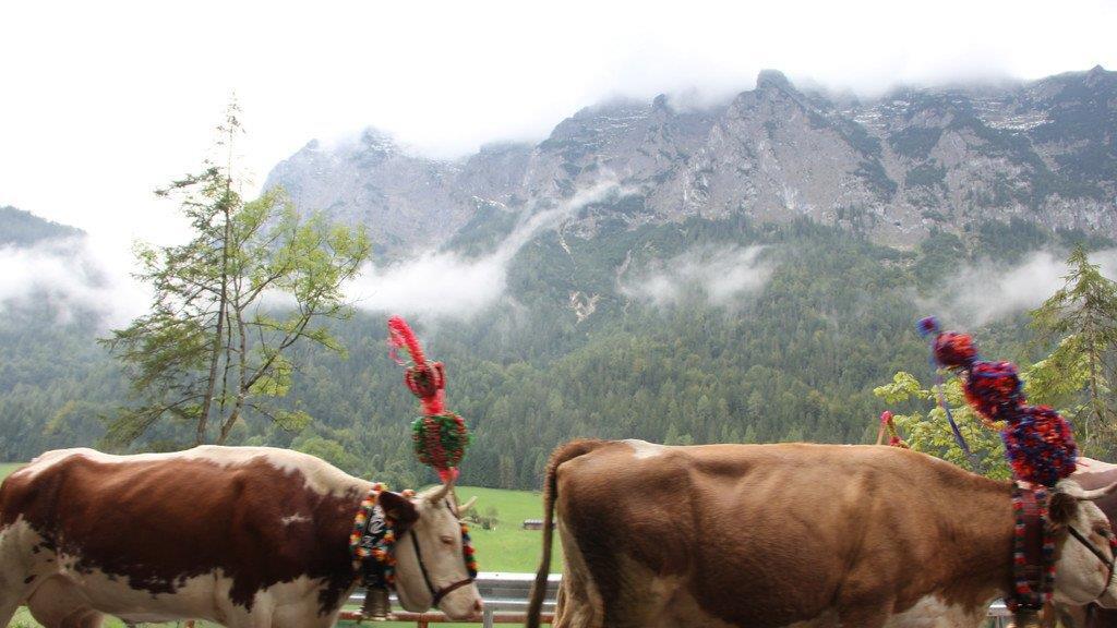 Bilder vom Almabtrieb