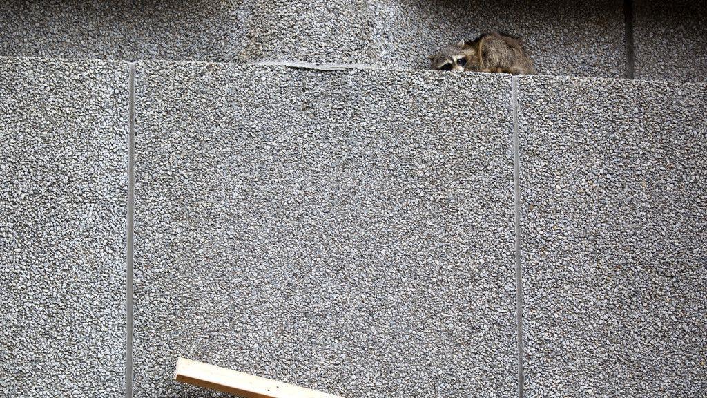 Waschbär zeigt Kletterkünste