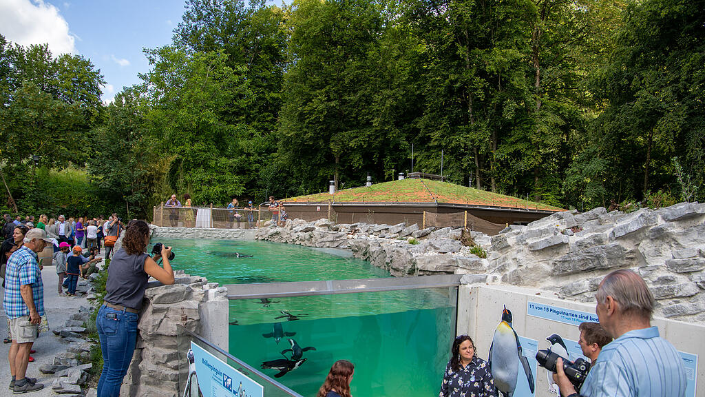 Zoo Salzburg, Brillenpinguine