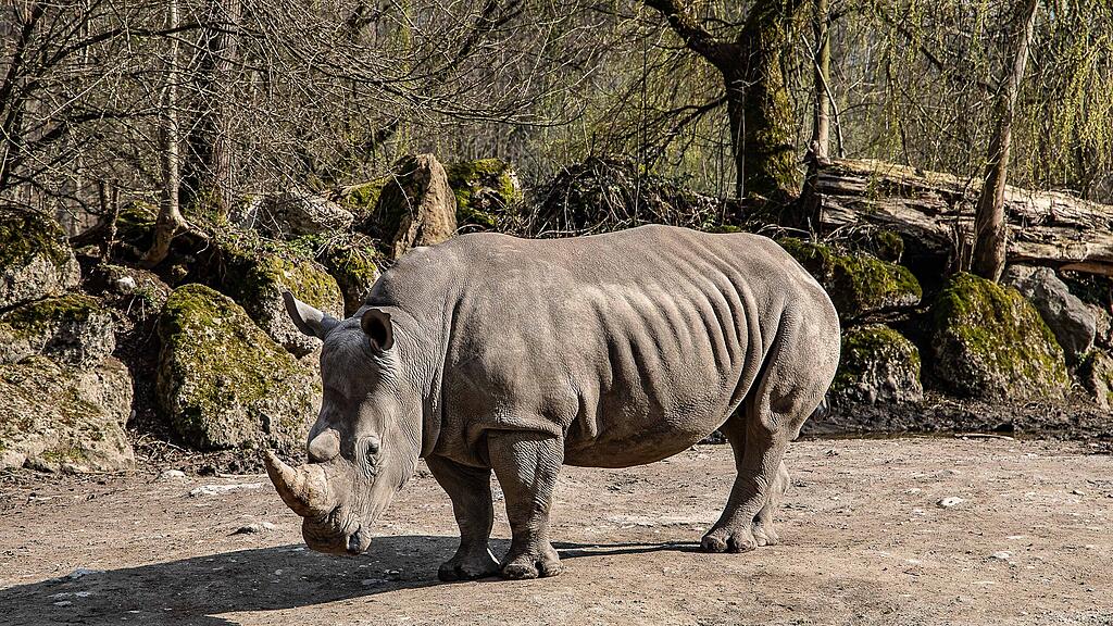 Frühlingserwachen im Zoo