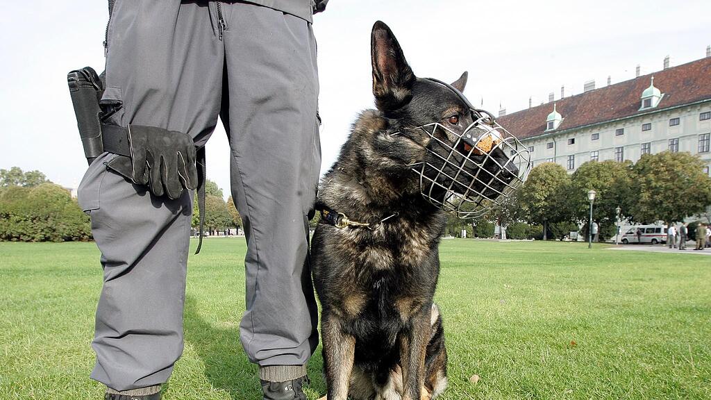 Auch ein Polizeihund wurde bei der Hausdurchsuchung eingesetzt. (Symbolbild)