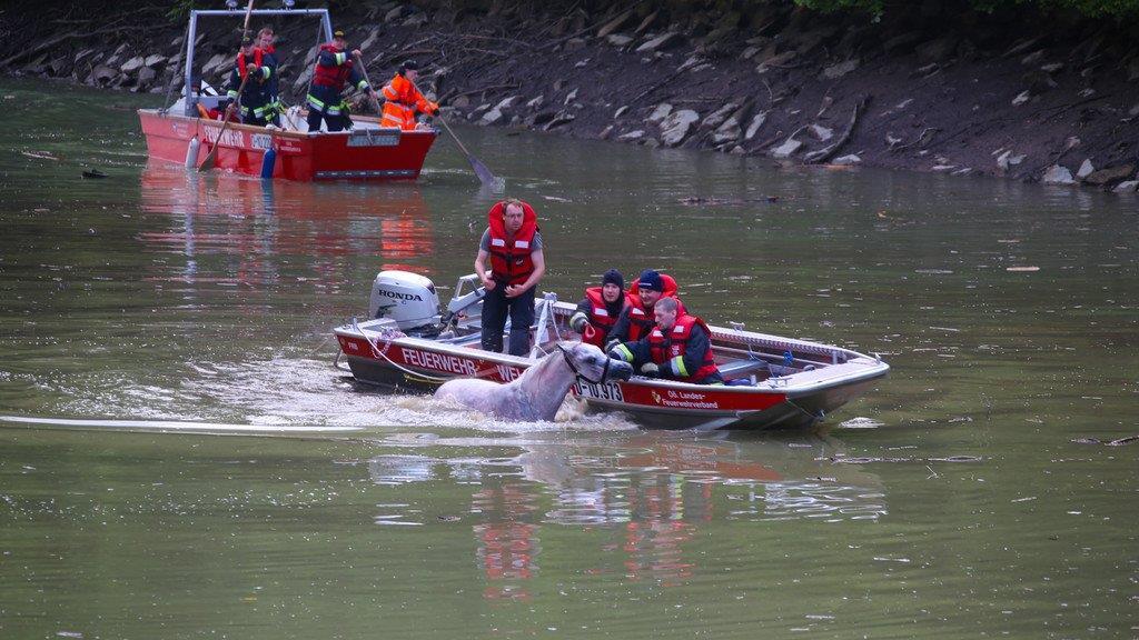 Pferderettung durch die Feuerwehr
